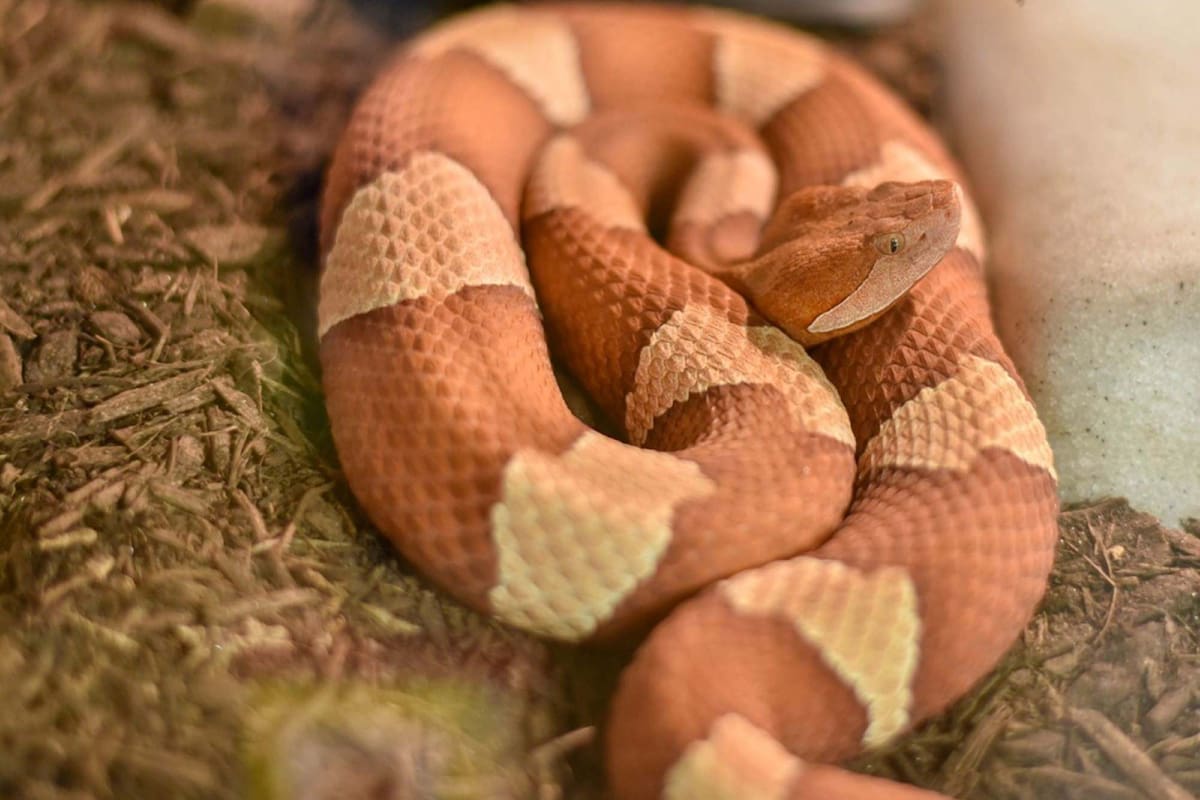 Un ejemplar de Cabeza de Cobre del Norte
