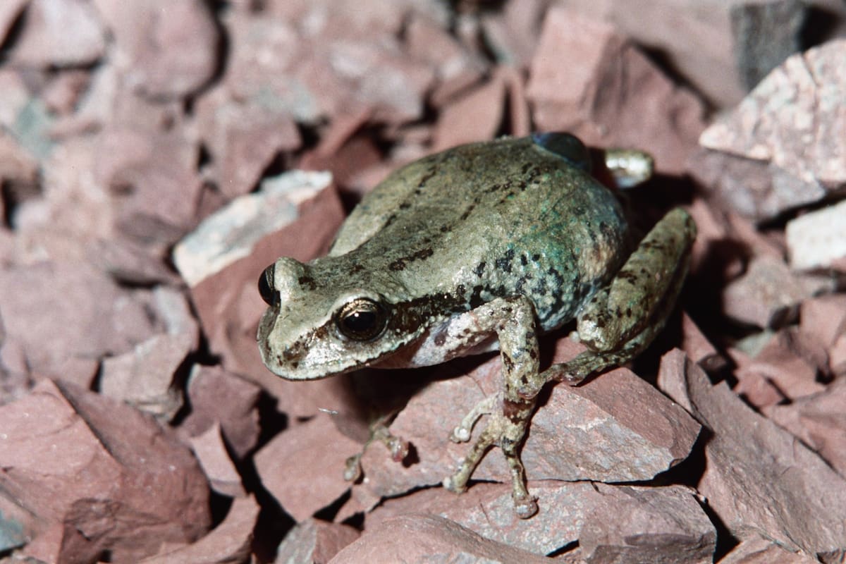 Un ejemplar de gastrotheca christiani