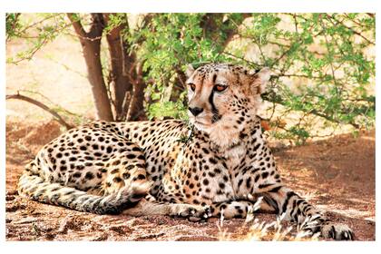 Un ejemplar de guepardo sahariano como el que fue grabado en Argelia