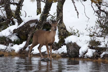 Un ejemplar de huemul a orillas del Lago Fontana, donde suelen verse durante el invierno.