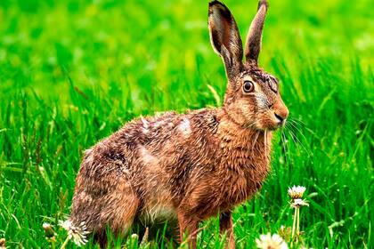 Un ejemplar de liebtre por lo campos de Suiza
