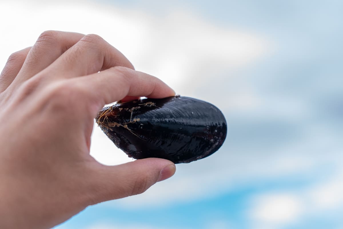 Un ejemplar de mejillón, producto terminado, de una especie filtradora que no requiere alimento balanceado y que se cosecha en aproximadamente 20 meses en aguas certificadas del canal Beagle