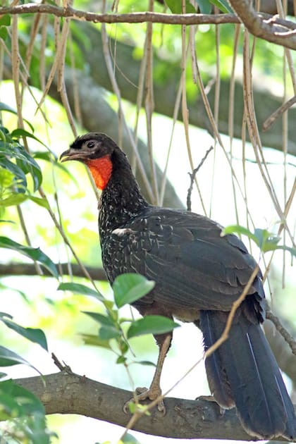 Un ejemplar de pava del monte en la Reserva Ecológica Costanera Sur.