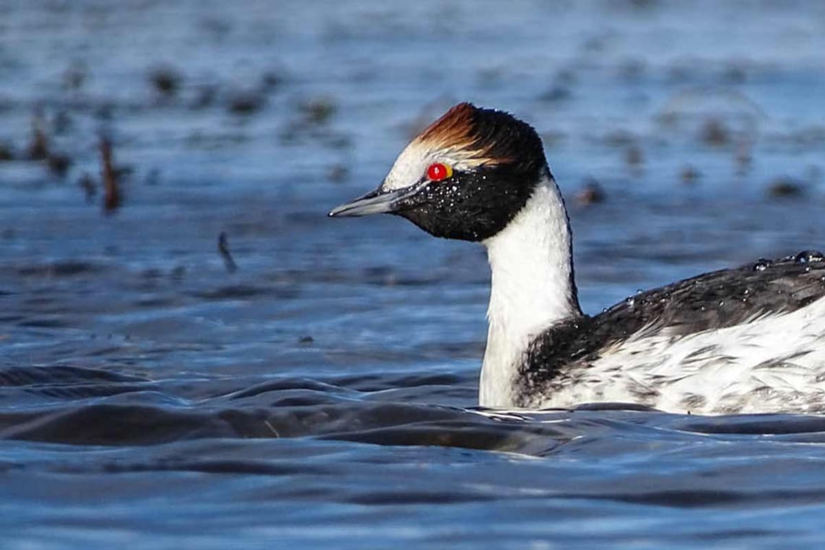 Un ejemplar de Podiceps gallardoi , el zambullidor macá tobiano.