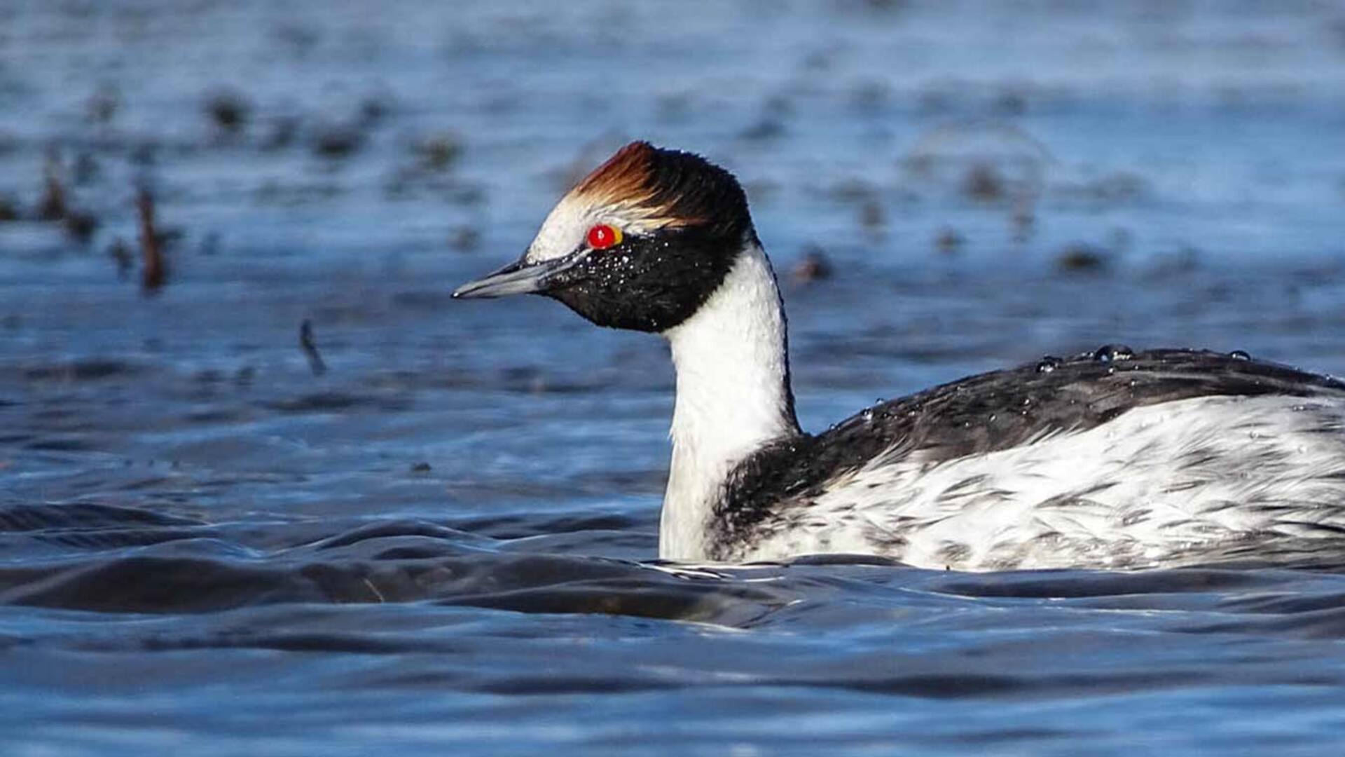 Un ejemplar de Podiceps gallardoi , el zambullidor macá tobiano.
