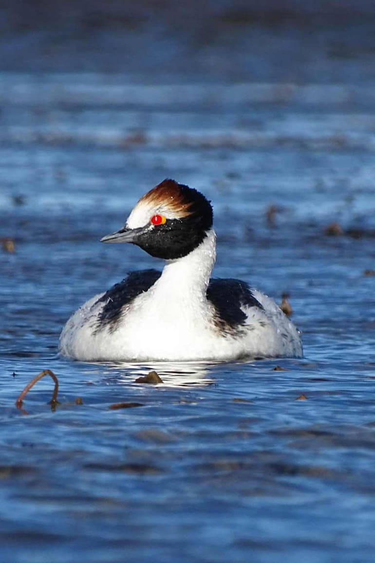 Un ejemplar de Podiceps gallardoi , el zambullidor macá tobiano.