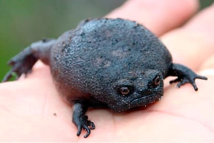 Un ejemplar de rana de lluvia negra, en la palma de la mano