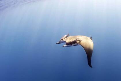 Un ejemplar de Sicklefin Devil Ray o Mobula tarapacana