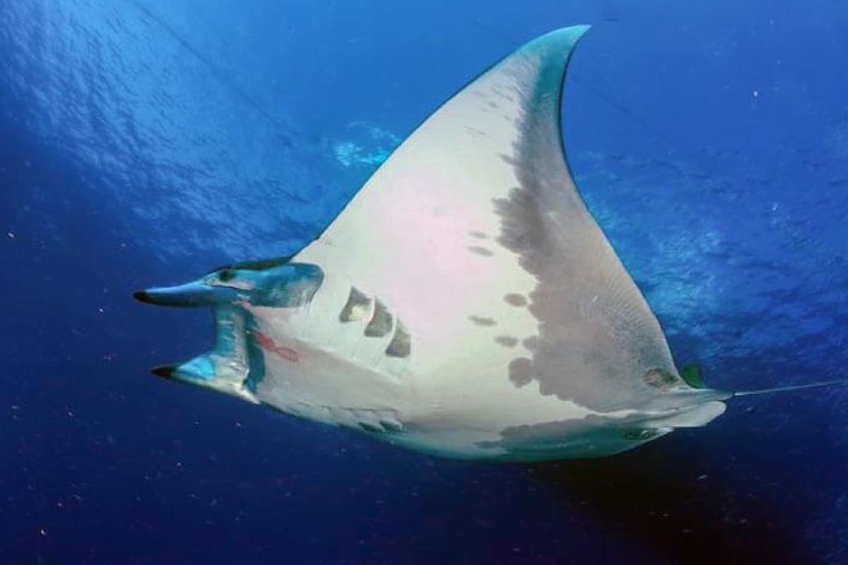 Un ejemplar de Sicklefin Devil Ray o Mobula tarapacana