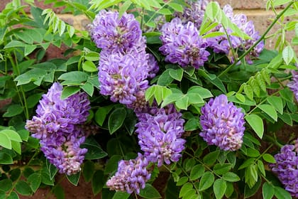 Un ejemplar de Wisteria frutescens 'Longwood Purple'