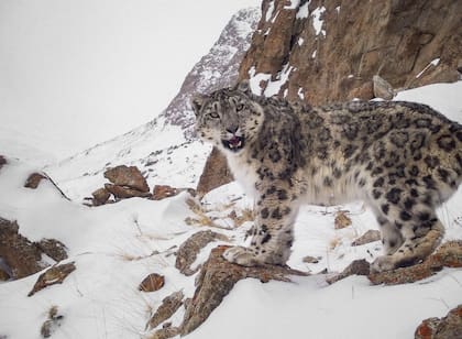Un ejemplar del leopardo de las nieves, en la reserva de Kirguistán.