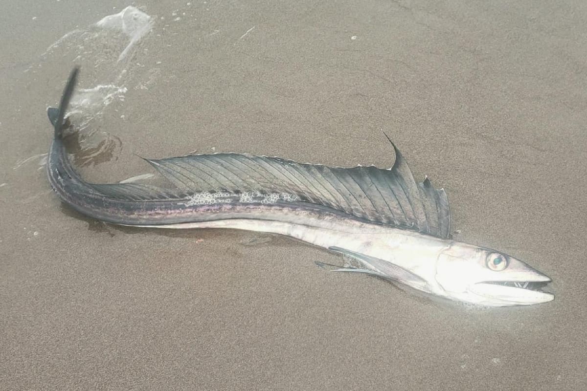 Un ejemplar del raro paz lanceta, hallado en la costa de Oregon, en EE.UU.