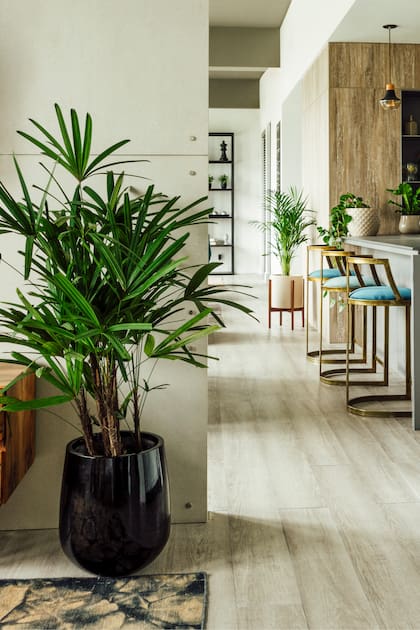 Un ejemplar grande de una palmera Raphis en su maceta, ya en la casa de sus dueños.