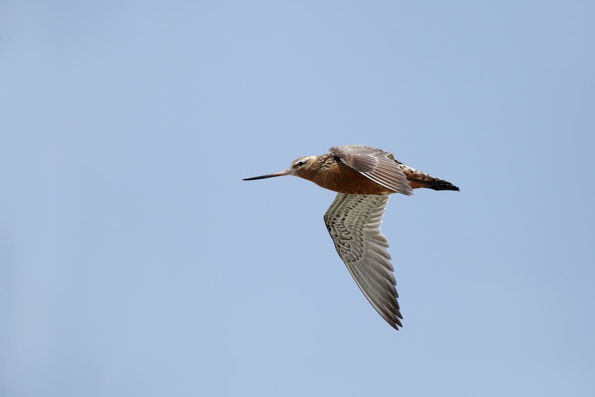 Un ejemplar Limosa Lapponica de solo cinco meses voló 13.560 kilómetros, entre Alaska y Tasmania, sin detenerse; le llevó once días y una hora