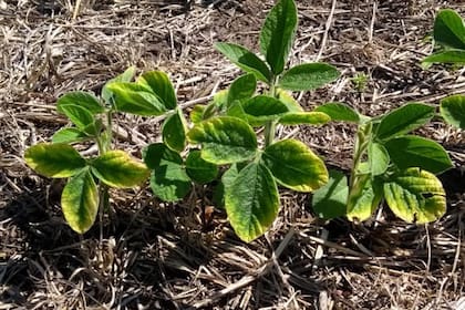 Un ejemplo de deficiencias de potasio, en este caso, en el cultivo de soja