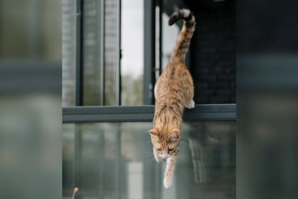 Un ejercicio moderado en los animales beneficia a los que recibieron este diagnóstico (Foto Pexels)