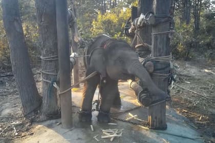 Un elefante bebé encerrado y atado
