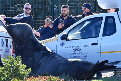 Un elefante marino aparece deambulando por una calle de Sudáfrica