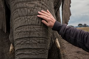 Un elefante reconoció al veterinario que le salvó la vida al curarlo de una enfermedad mortal hace 12 años