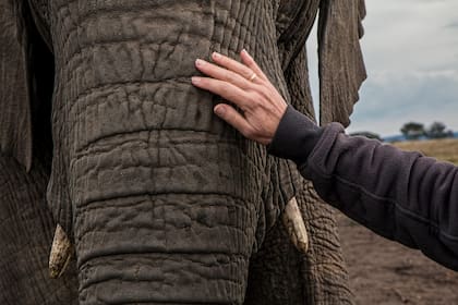 Un elefante reconoció al veterinario que le salvó la vida al curarlo de una enfermedad mortal hace 12 años