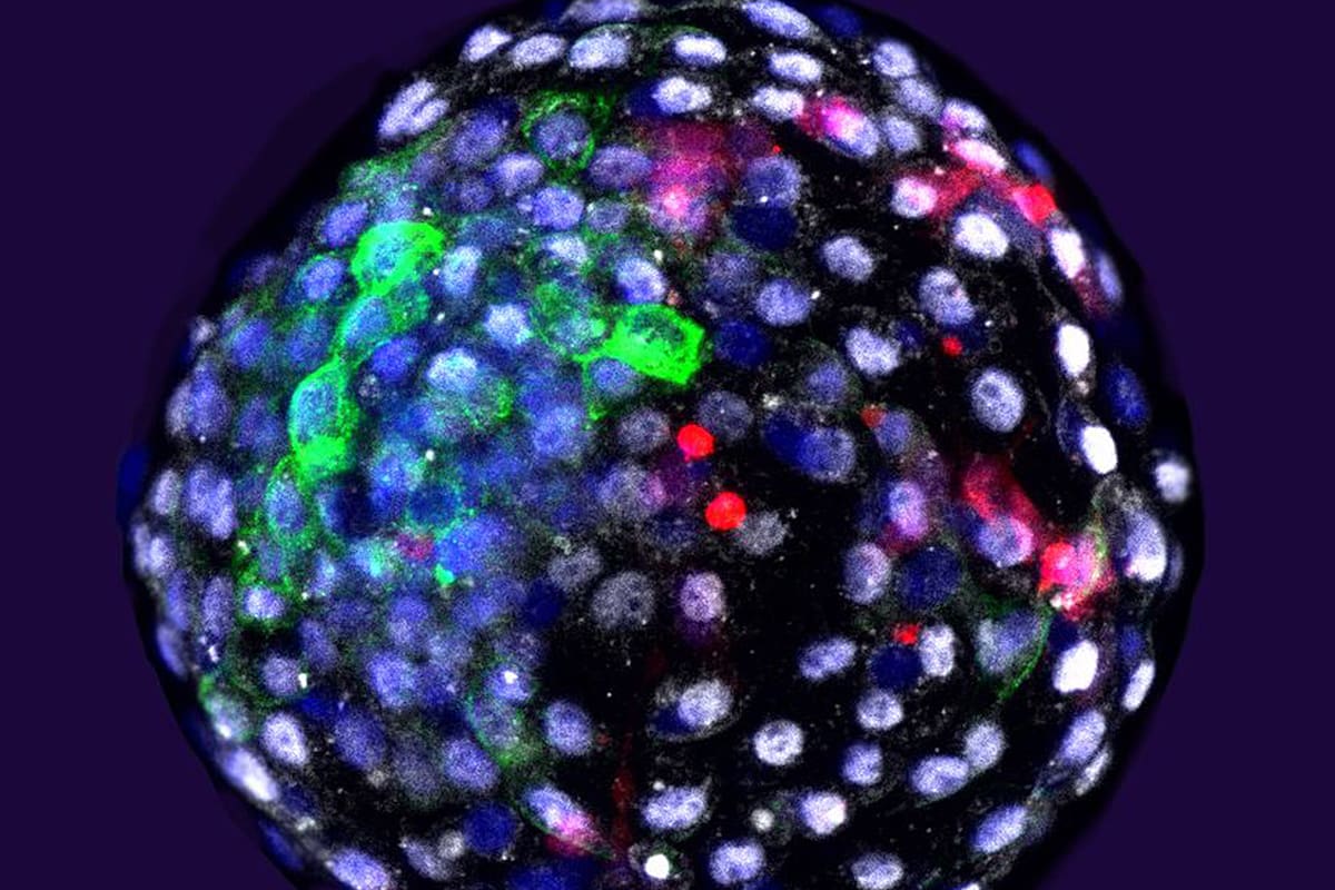 Un embrión con células de mono y de humano generado por el equipo de Juan Carlos Izpisua