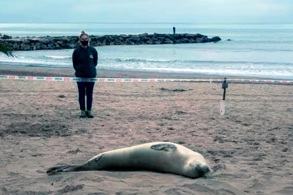 Un empleada de la Municipalidad de General Pueyrredón, custodia a la foca cangrejera en los momentos previos a su reinserción