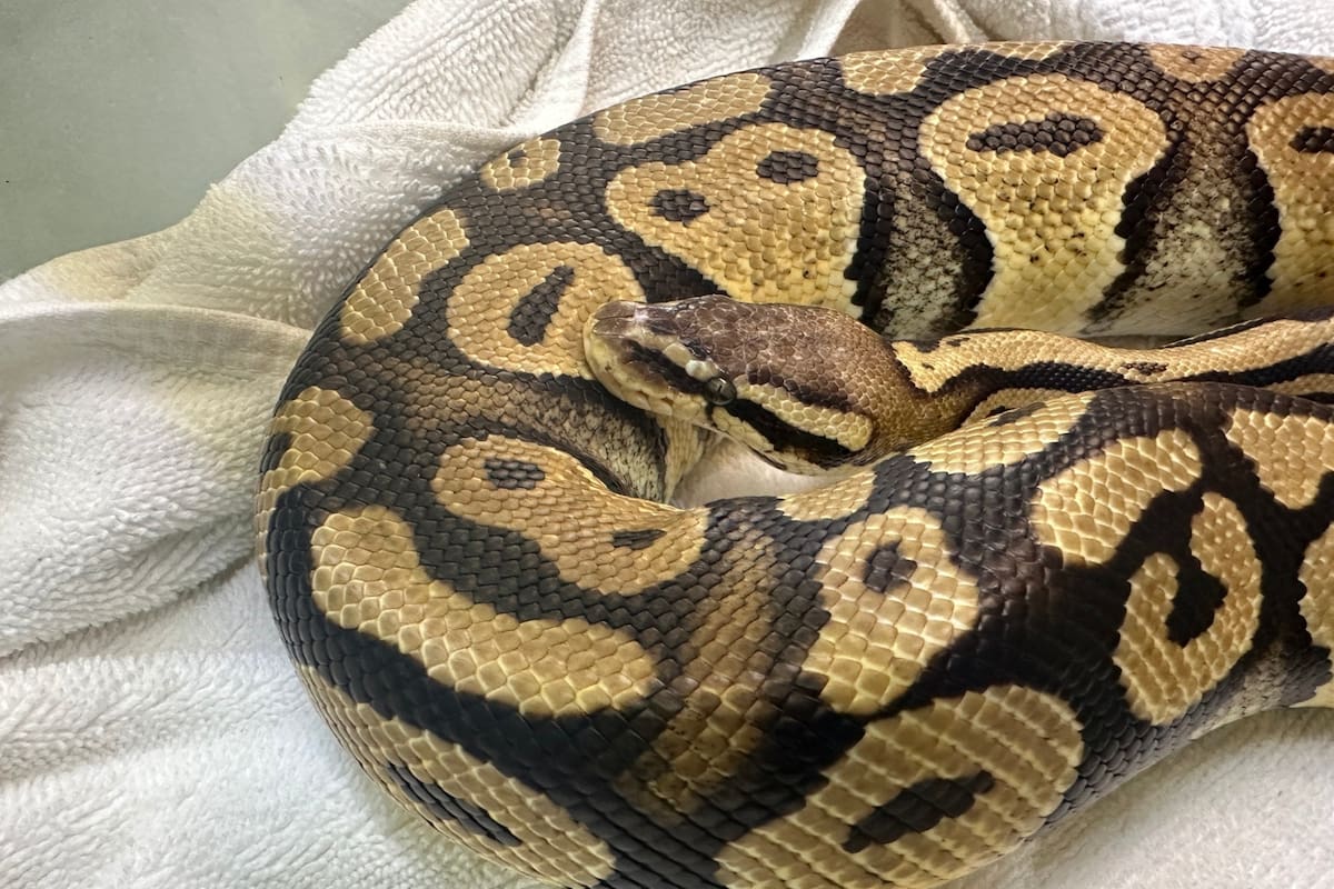 Un empleado de una hamburguesería en California halló una serpiente pitón y la trasladó a la Sociedad Protectora de Animales, donde buscan dar con su propietario