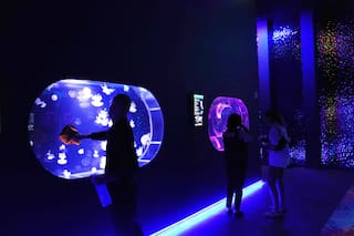 Abre en Florida un museo de medusas, un espacio dedicado solo a estos hipnóticos depredadores