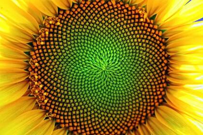 Un enigma amarillo