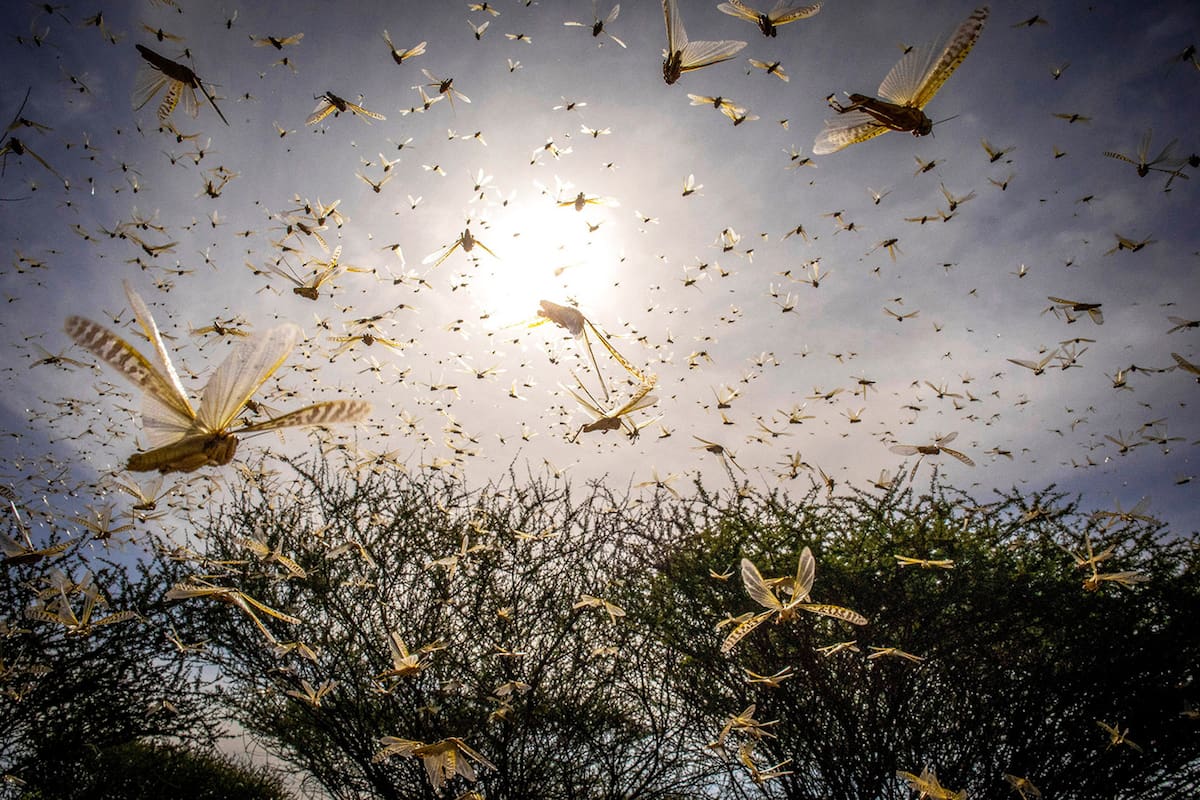 Un enjambre de langostas se eleva al cielo en Samburu, Ololokwe, Kenia