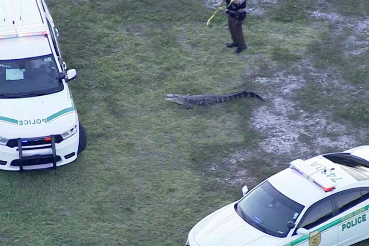 Un enorme caimán fue capturado en Miami-Dade