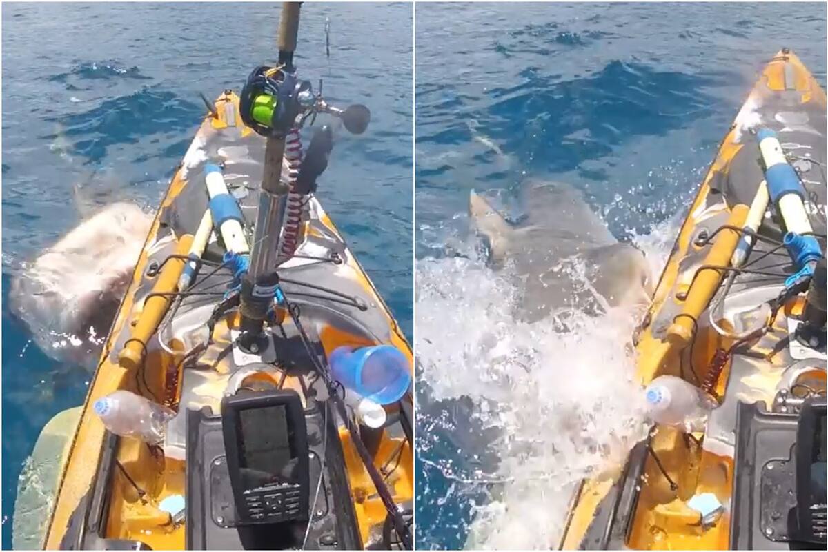 Un enorme tiburón atacó a un kayakista en Hawái
