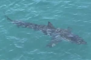 Un enorme tiburón de 5,3 metros de largo causó pánico en las playas de Australia