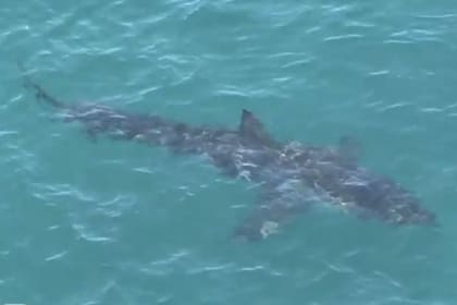 Un enorme tiburón de 5,3 metros de largo causó pánico en las playas de Australia
