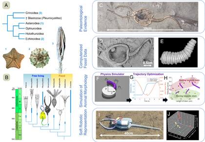 Un equipo científico en el que participa el Instituto Geológico y Minero de España, del CSIC, ha diseñado un autómata que reproduce la evolución motora de los parientes lejanos de las estrellas y erizos de mar, desaparecidos durante el Paleozoico inferior