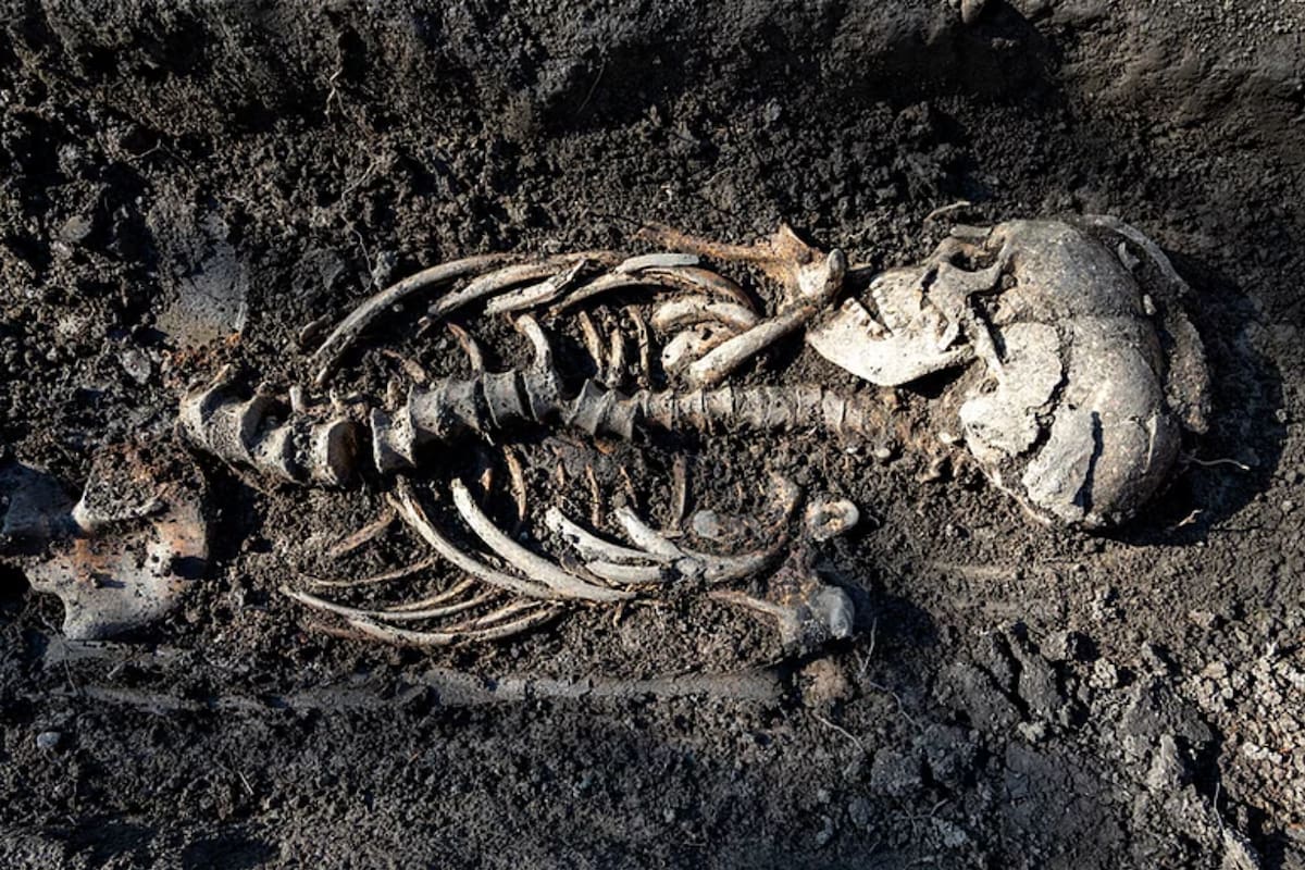 Un equipo de arqueólogos halló siete tumbas vikingas que datan del año 900