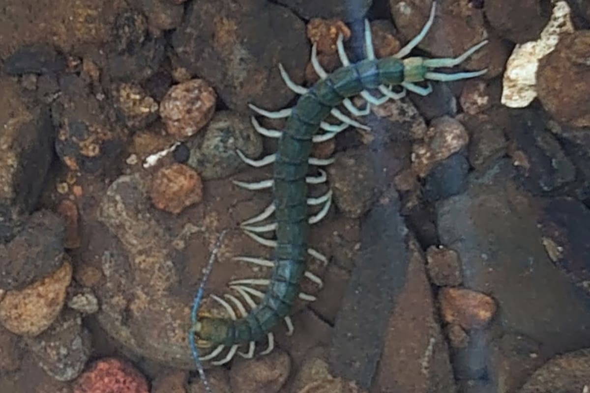 Un equipo de biólogos descubrió una nueva especie de ciempiés anfibio tropical de gran tamaño en Okinawa y Taiwán