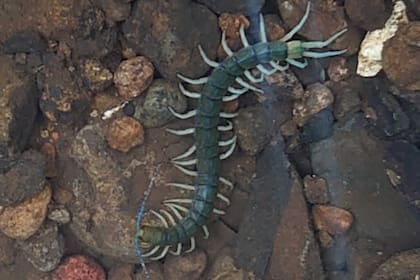 Un equipo de biólogos descubrió una nueva especie de ciempiés anfibio tropical de gran tamaño en Okinawa y Taiwán