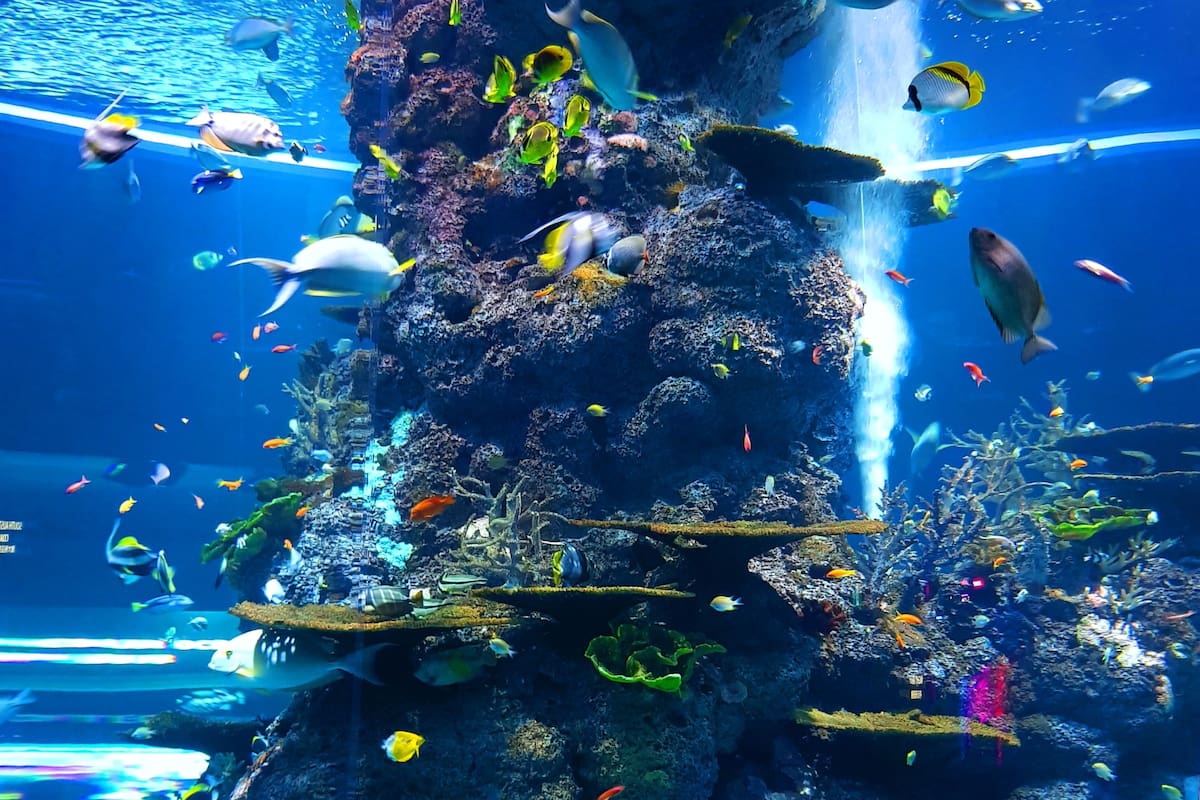 Un equipo de científicos australianos descubrió un imponente arrecife