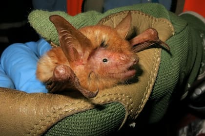 Un equipo de científicos descubrió una nueva especie de murciélago con pelaje naranja en un área montañosa del oeste de África