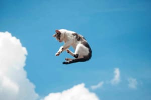 Un equipo de científicos japoneses analizó la torsión de la columna vertebral de estos felinos en busca de nuevas pistas (Foto: Pixabay)