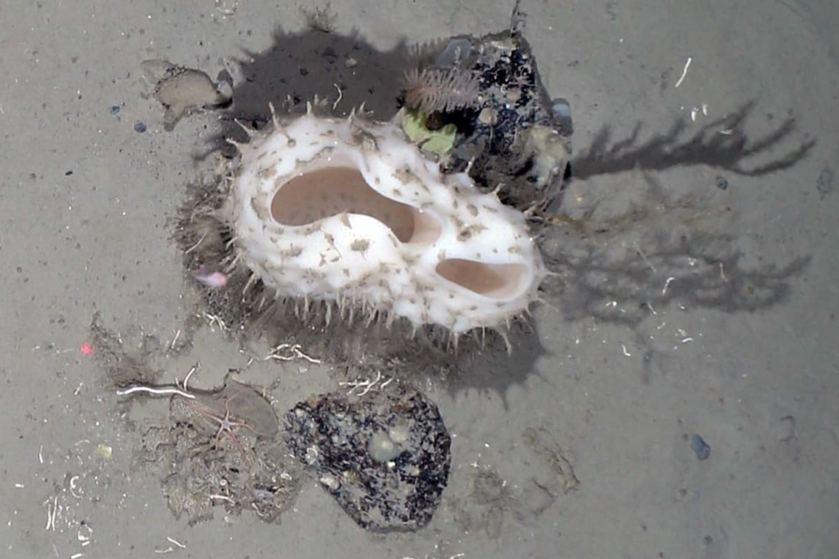 Un equipo de científicos viajó a la Antártida para explorar un iceberg de dimensiones inusuales y encontraron una llamativa biodiversidad