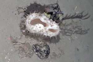 Un equipo de científicos viajó a la Antártida para explorar un iceberg de dimensiones inusuales y encontraron una llamativa biodiversidad