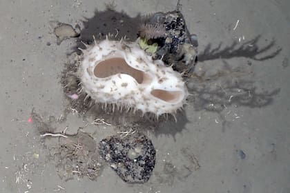 Un equipo de científicos viajó a la Antártida para explorar un iceberg de dimensiones inusuales y encontraron una llamativa biodiversidad