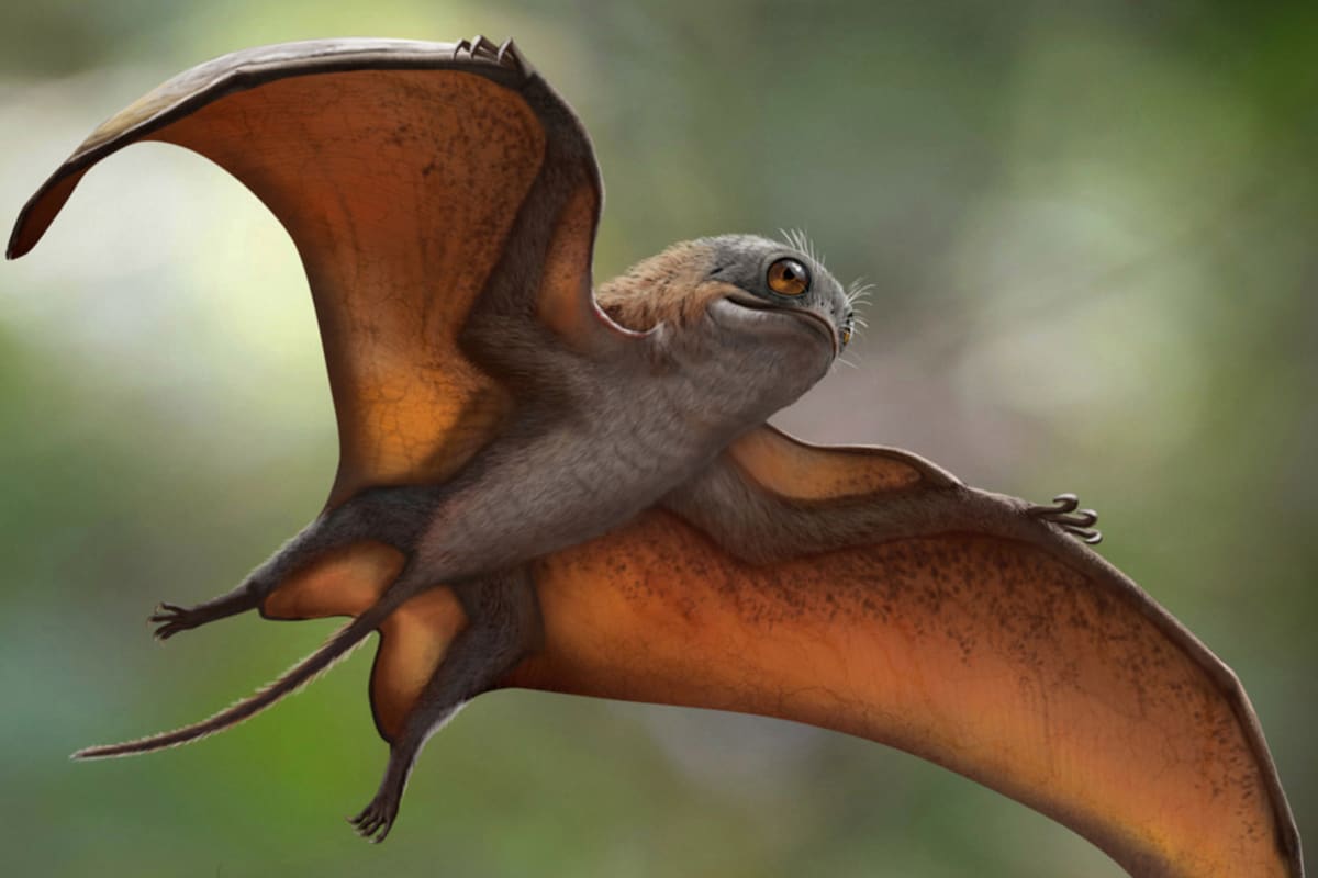 Un equipo de investigadores descubrió un esqueleto fosilizado similar a una criatura que aparece en la película Star Wars: Los últimos Jedi