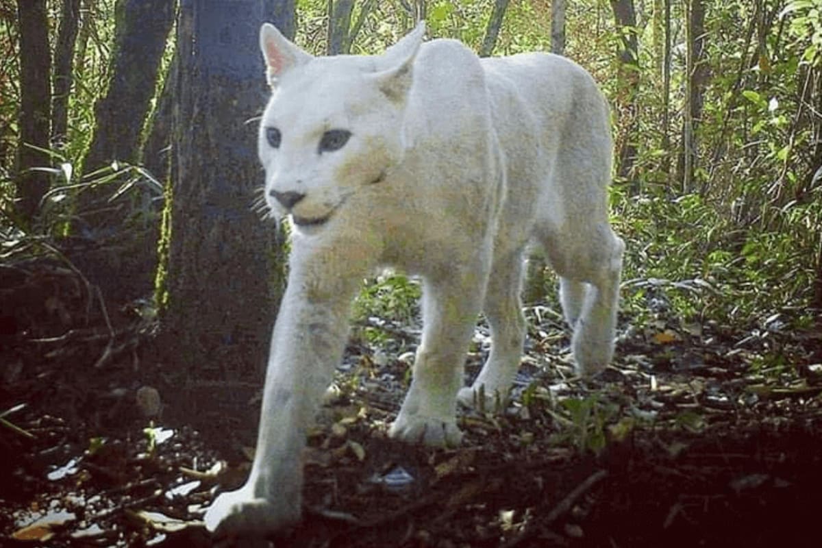Un equipo de investigadores logró captar insólitas imágenes de un puma blanco en estado salvaje a través de las cámaras del Parque Nacional Serra dos Órgãos, ubicado en el estado de Río de Janeiro en Brasil