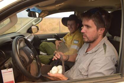 Un equipo de la Fundación Rewilding Argentina rescató un ejemplar de muitu en Yerbalito, Corrientes