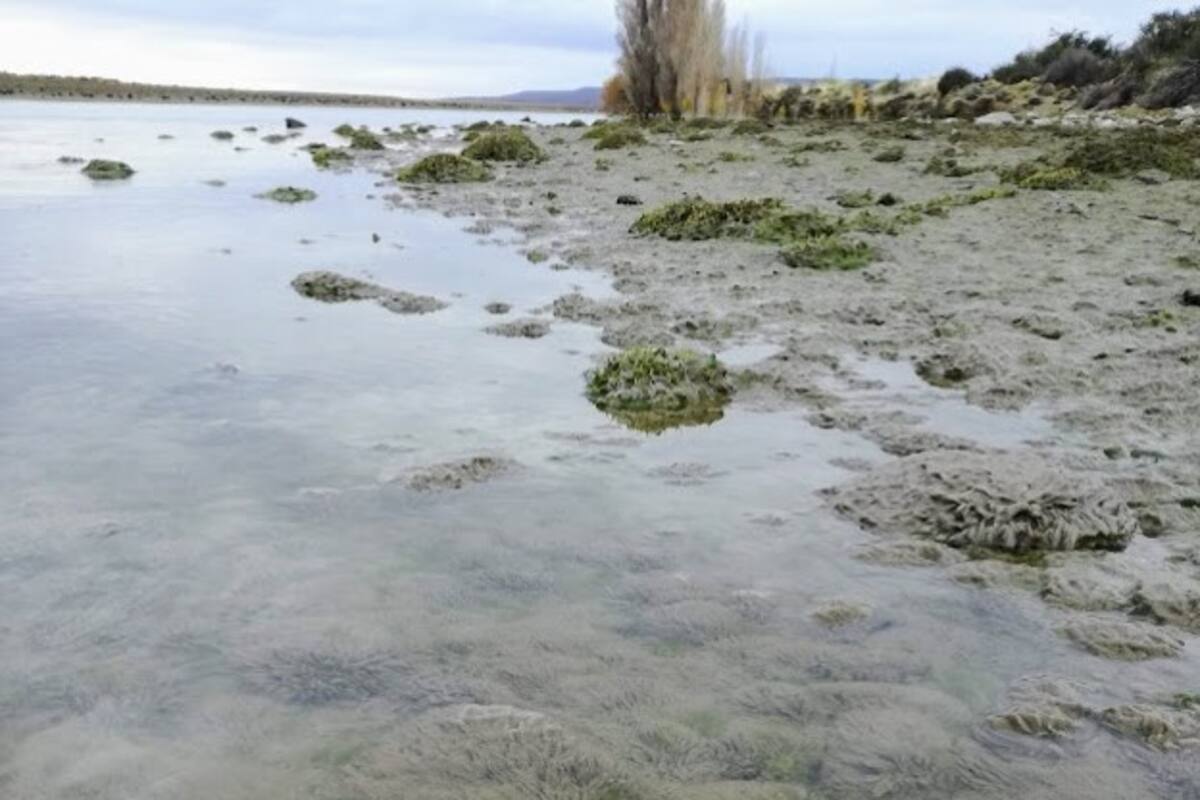 Un equipo de la Universidad Nacional de Río Negro investiga el poder de invasión del alga didymo en ríos y lagos de Argentina y Chile