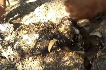 Un equipo de rescate animal se encargó del rescate y sanación del perro encontrado bajo una capa de alquitrán
