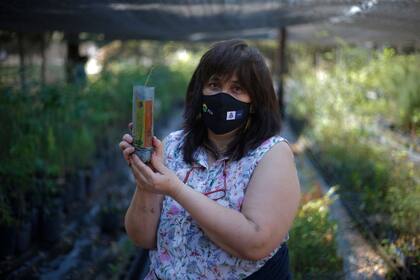 Para la asistencia forestal se realizará la implantación de 400.000 plantines